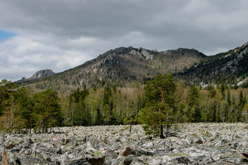 Fototapeta na wymiar grey gloomy mountain landscape with pines