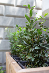 bay leaf sprouts in a pot. green bay leaf close-up 