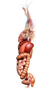 3d rendered medically accurate illustration of Digestive System  and heart