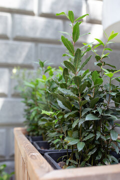 bay leaf sprouts in a pot. green bay leaf close-up 