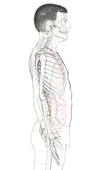3d rendered, medically accurate illustration of a male skeleton system