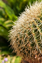 Detail grosser Kugelkaktus