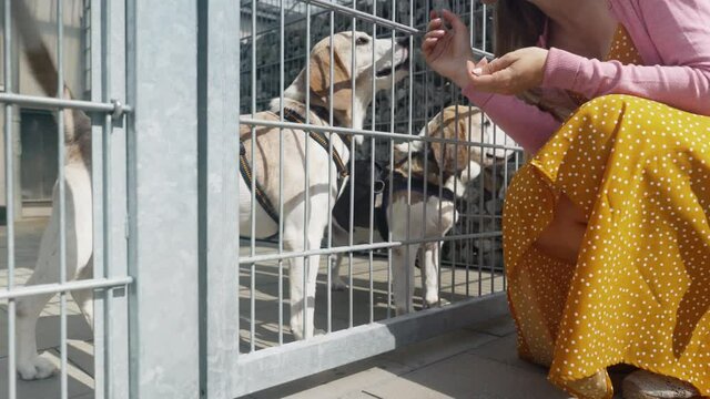 Woman looking for a dog to adopt in an animal sanctuary