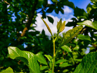 Fototapeta premium Garden plum sprout close up.