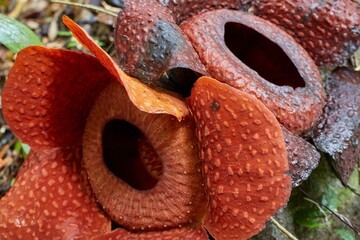 Gunung Gading National Park in Malaysia's Sarawak Province is home to the Rafflesia, the world`s largest flower.