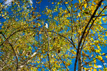 autumn leaves background