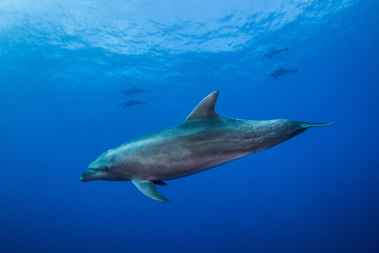 dolphins underwater