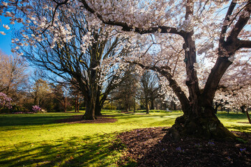 Christchurch Botanic Gardens in New Zealand