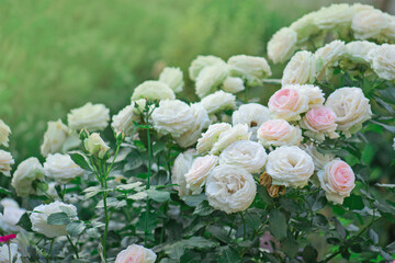 Pink rose with green leaves in greenhouse. Eden roze flower © lesichkadesign