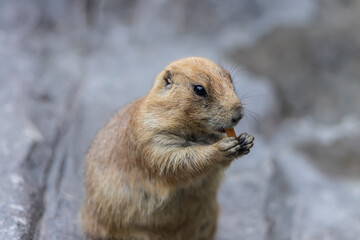 cute pet annimal in sunshine