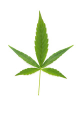 Cannabis leaf cut out on white background. Ready for placing on mock-ups.