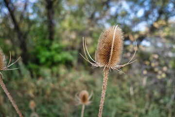 dry grass in the wind