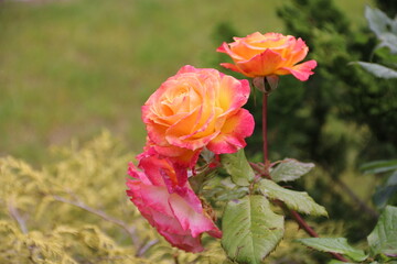 Rosen blühen orange in der Natur
