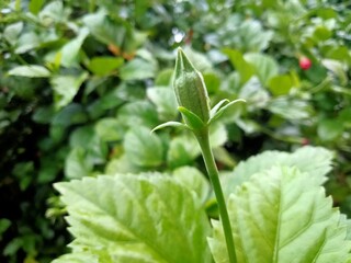 close up of a plant