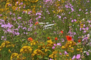 Blühender Feldrand im Juli