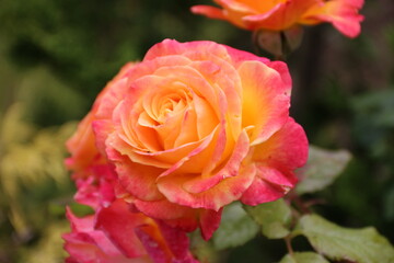Rosen blühen orange im Garten