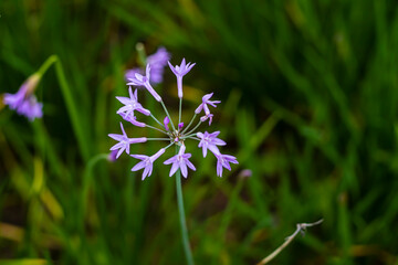 colorful plants and flowers in summer air