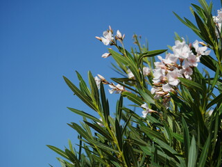 white flowers on blue sky