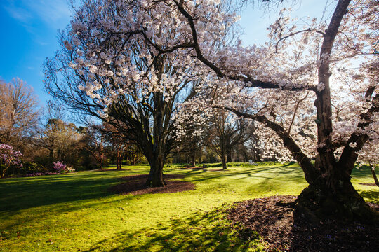 Christchurch Garden Images – Browse 1,570 Stock Photos, Vectors, and Video | Adobe Stock
