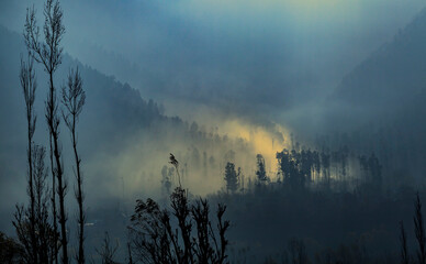 Heavy fog covers pine forest at the foothills of Himalayan Mount