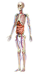 3d rendered medically accurate illustration of male Internal organs, skeleton and circulatory system