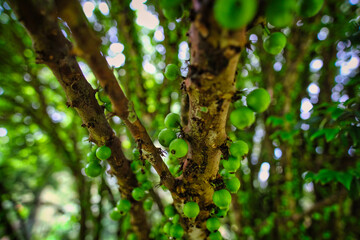 green leaves on the tree