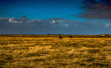 en route through the south of Iceland, the landscape is full of the Icelandic breed horse