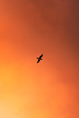 Seagull flying in the sky with intense orange clouds at sunset