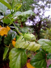 tomato in the garden