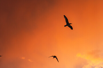Seagulls flying in the sky with intense orange clouds at sunset