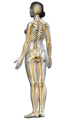 3d rendered medically accurate illustration ofa female nervous system and skeleton system