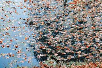 Fallen leaves from maple trees floating on water in Srinagar