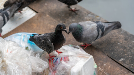 Fototapeta premium Pigeons fight for food