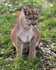 Panther Animal Photo. Picture. Image. Portrait. Close-up profile view. Foliage background. Sitting watching. Looking at camer.