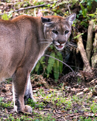 Naklejka na ściany i meble Panther Animal Photo. Picture. Image. Portrait. Close-up profile view. Foliage background.