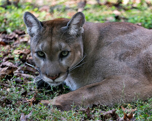 Naklejka premium Panther animal Stock Photos. Panther animal head close-up profile view. Portrait. Picture. Image. Looking at camera.