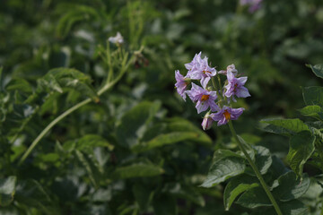 Daylight. potato flower. Close-up. Growing eco products. Without the use of chemistry.
