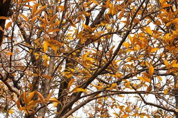 Maple Tree Leaves in Nishat Bagh (garden) during autumn at Srinagar, Jammu and Kashmir, India