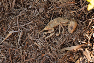 Dead Baby Possum mummified in the hot Australian sun