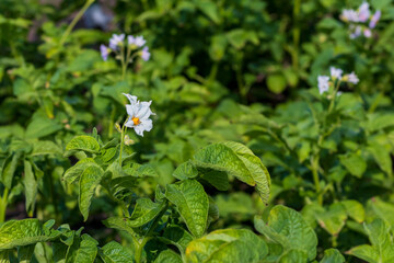 Daylight. potato flower. Close-up. Growing eco products. Without the use of chemistry.
