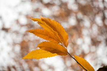 Maple Tree Leaves in Nishat Bagh (garden) during autumn at Srinagar, Jammu and Kashmir, India