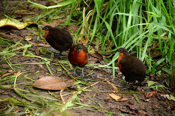 Aves silvestres ubicadas en Mindo, Ecuador,  Reserva de Biósfera del Chocó Andino
