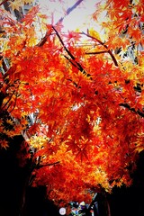 autumn leaves background