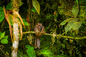 Dormilón Lira, Chotacabras Lira / Uropsalis lyra ubicado en Mindo, Ecuador,  Reserva de Biósfera del Chocó Andino