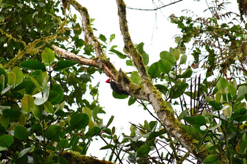 Picamaderos de Guayaquil / Guayaquil Woodpecker / Campephilus gayaquilensis ubicado en Mindo, Ecuador,  Reserva de Biósfera del Chocó Andino