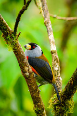 El tucán cabezón, barbudo tucán, compás o yumbo / Toucan Barbet / Semnornis ramphastinus ubicado en Mindo, Ecuador,  Reserva de Biósfera del Chocó Andino 