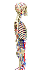 3d rendered medically accurate illustration of the circulatory and skeleton system