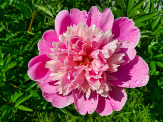 Pink peony after the rain close-up. © Alexander Korotkov