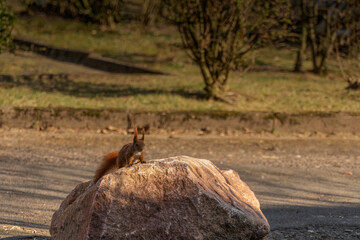 Ein Eichhörnchen sitzt auf einem großen von der Sonne angeschienenen Stein am Straßenrand © Norbert Kiel