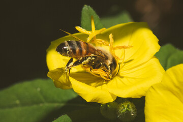 Evening Primrose Pollinator 1